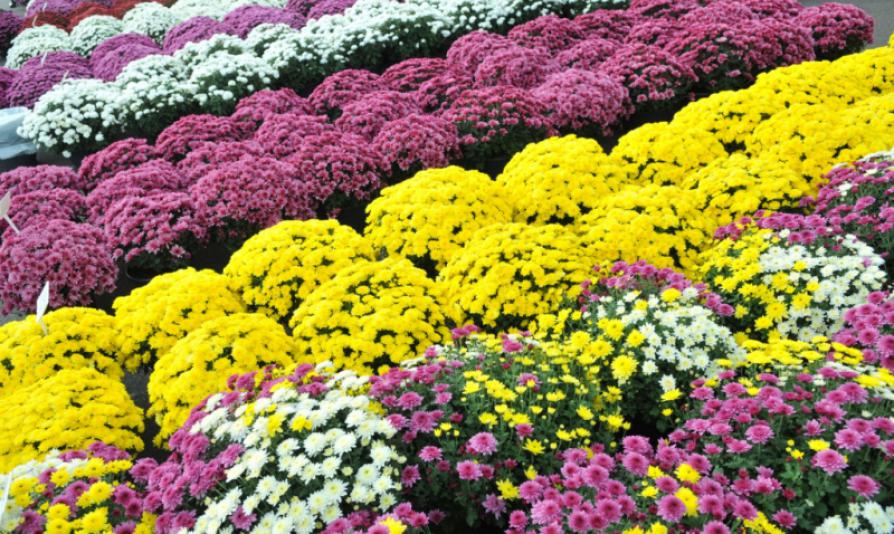 Na zdjęciu wielokolorowe chryzantemy 