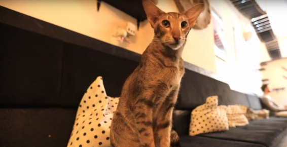 Tak się robi biznes na Starówce! S02/E02 NEKO Cafe – Kocia Kawiarnia 